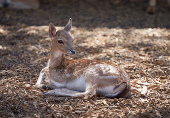 A young fallow deer rests lying on the ground.