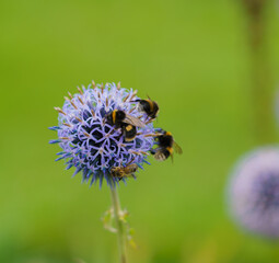 beautiful blue globe thistle (Echinops bannaticus) with insects enjoying the feed
