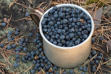 A mug full of blueberries on a tree stump.