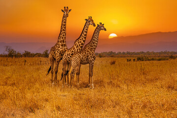 Trois girafes et un coucher de soleil africain
