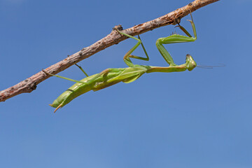 green mantis sitting upside down on stem against blue sky