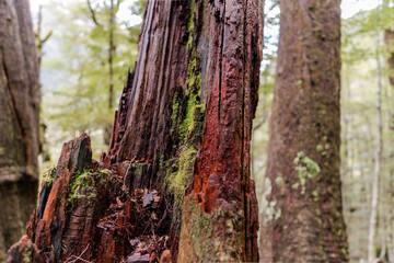 Fototapeta premium New Zealand native forest, fiordland