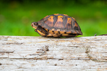 Box turtle on a log with green background