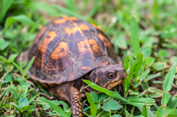 Box turtle in grass looking up