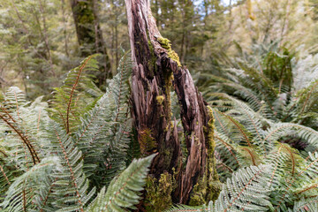 New Zealand native forest, fiordland