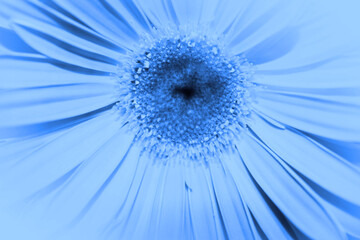 Blooming Blue Gerbera