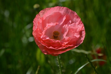 red poppy flower