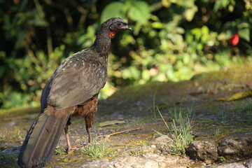 A Guan in the Itatiaia national park