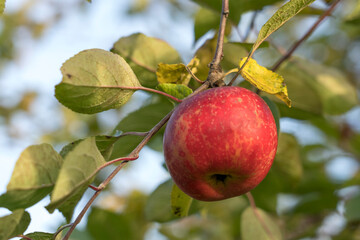 red Apple on a branch with green leaves, selective focus tinted image