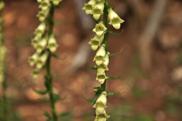 close up on a yellow flower