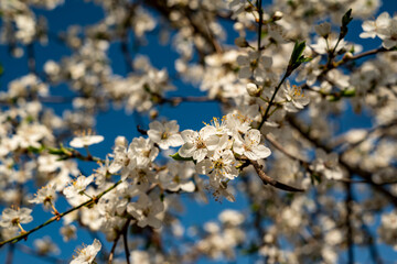Close-up of blossoms and branches of flowering fruit trees, probably sloes/blackthorn, (could also be apple or cherry trees), S&uuml;ntel, Lower Saxony, Germany.