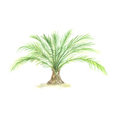 palm trees jungle plants banana palm watercolor hand drawn illustration.  print textile vintage retro realistic style