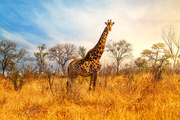 Sunset panorama of savanna with giraffe at Krueger National Park, South Africa - obrazy, fototapety, plakaty