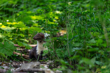 Brown white stoat standing between green plants. weasel hiding in the bushes