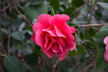 Obraz premium Camellia flower blooming on the springtime in park