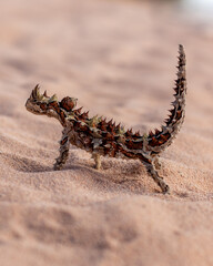 Thorny Devil lizard walking over sand