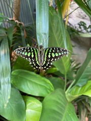 butterfly on a leaf © Petr