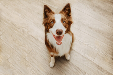 Portrait happy brown border collie dog looking up and smiling against wooden floors