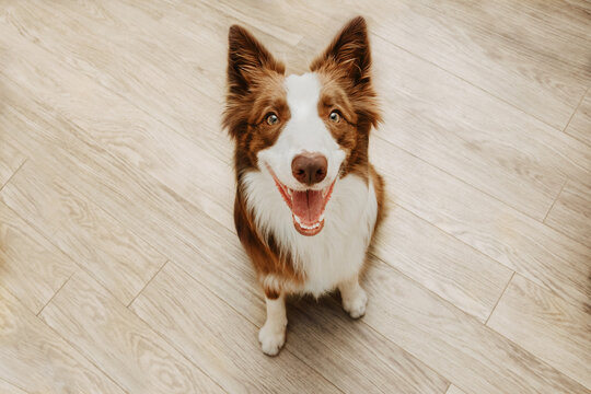 Portrait Happy Brown Border Collie Dog Looking Up And Smiling Against Wooden Floors