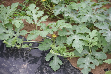 Watermelon is effective in preventing heat fatigue because it has a fatigue-relieving and diuretic effect, and can be harvested about 40 days after flowering.