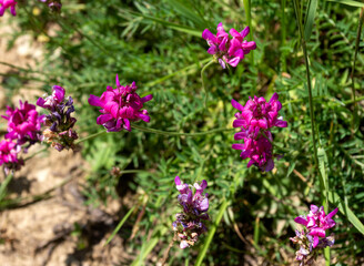 Summer,a short period of flowering plants in subalpine meadows, a rich world of diversity and colors of all kinds of flowers.