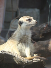 meerkat on guard duty