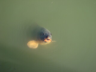 fish swimming in the water