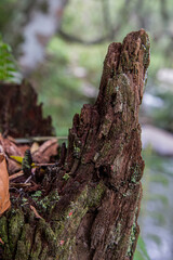 Cachoeira Esmeralda - Carrancas, Minas Gerais
