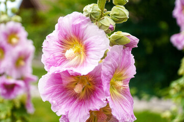 pink flowers in the garden