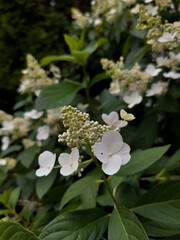 Flowers in the garden