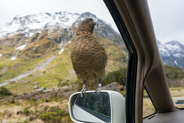 Kea bird on a car mirror in New Zealand, Milford Sounds