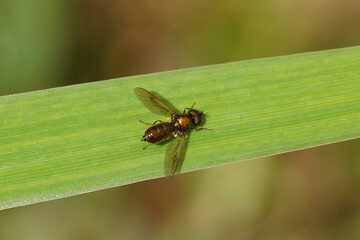 Male Chloromyia formosa, family Soldierflies (Stratiomyidae) on a leaf of yellow flag (Iris pseudacorus) In a Dutch garden Summer, August.