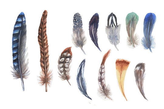 Pheasant partridge bird feathers watercolor hand drawn illustration. Print textile vintage patern seamless clipart set