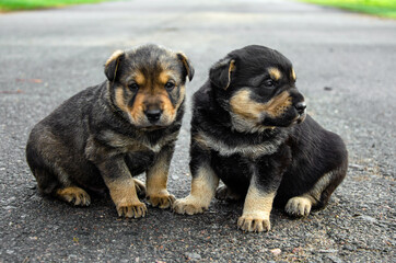 two puppies are sitting on the road. abandoned puppies concept. orphan puppies. call for help for pets. two