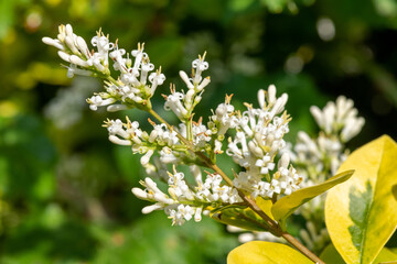 Garden privet (ligustrum ovalifolium) flowers