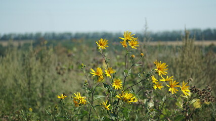 field of yellow flowers
