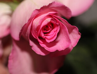 Pastel Pink Valentine's Day Rose