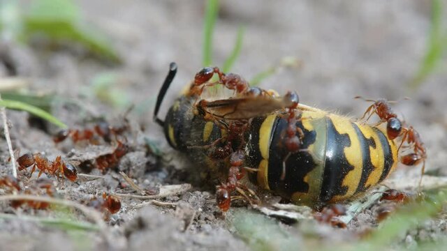 A dead bee being surrounded with red ants on the ground in Estonia