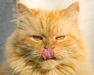 Portrait of the beautiful ginger cat. Close-up of the red cat in bright sunlight.