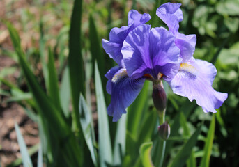 Flowering Purple Iris Bloom