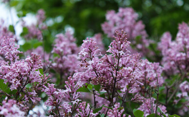 Flowering Purple Fresh Spring Lilacs