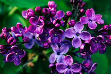 Fototapeta na wymiar Flowering Purple Spring Lilac Blossoms