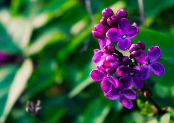 Flourishing Purple Spring Lilac Blossoms