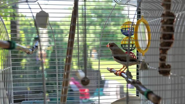 a colorful lovebird grey yellow bird zebra finch, Taeniopygia guttata, in cage sittind on tree branch