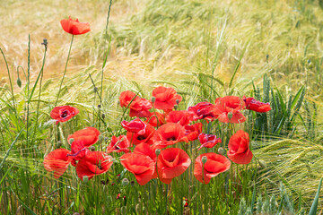grain field and group of red poppy flowers