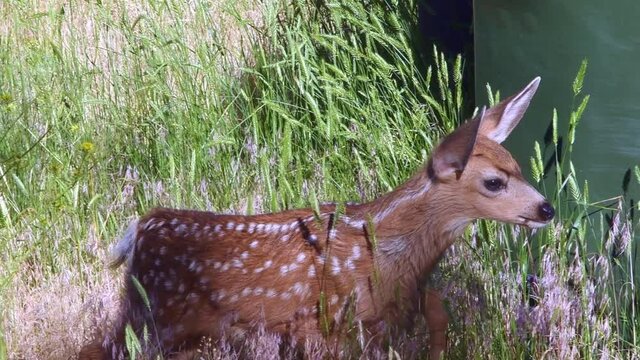 A White Tail Deer fawn making her way through a back yard in Gardiner, Montana.