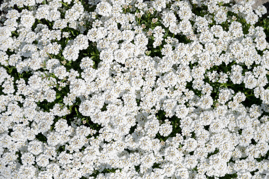white candytuft flowers, iberis sempervirens
