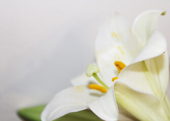 Fototapeta na wymiar Blossoming Natural White Spring Lily