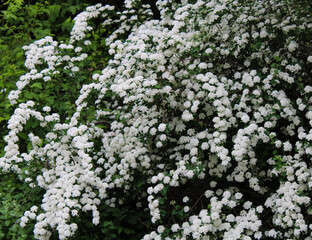 Shrub with White Flowering Blossoms