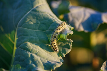 The caterpillar of the cabbage butterfly larvae eat the leaves of the white cabbage. Pests in garden plots.